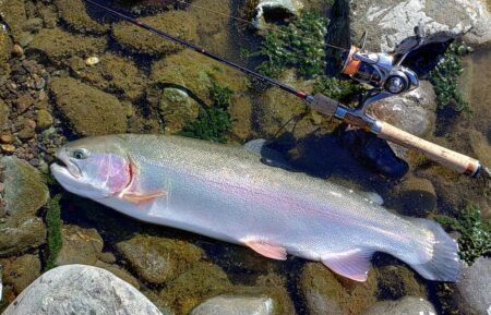 ラインブレイク多発 ～岡崎トラウトポンド～